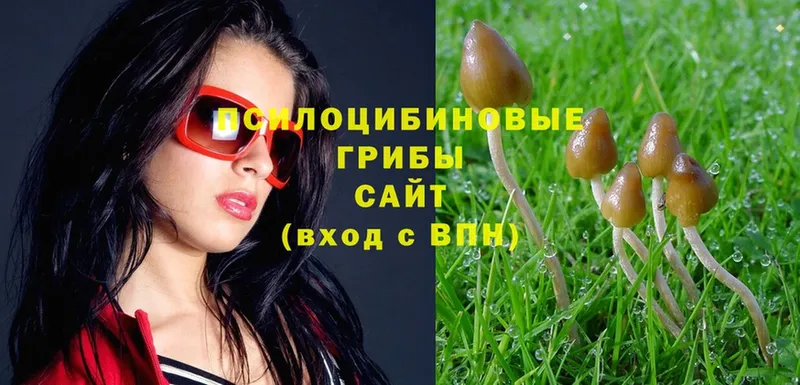 Галлюциногенные грибы MAGIC MUSHROOMS  купить наркотик  Бронницы 